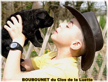 bouvier des flandres photo chiot - Elevage Clos Luette - COPYRIGHT DEPOSE